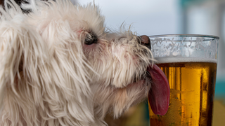 Busch unveils “foster a dog, get free beer” promotion